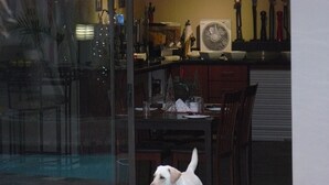 A dog standing in front of a glass door, with a dining area visible inside. - See More Guest House (East London)