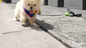 A small fluffy dog on a leash near a building with a sign that reads "Element."