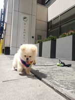 Aceita animais de estimação