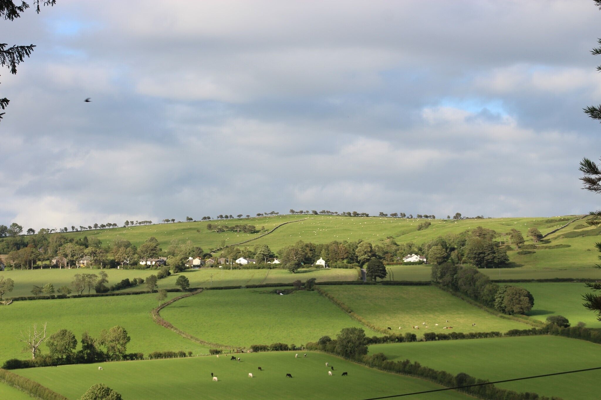 A rural landscape with rolling hills, scattered houses, and grazing sheep.