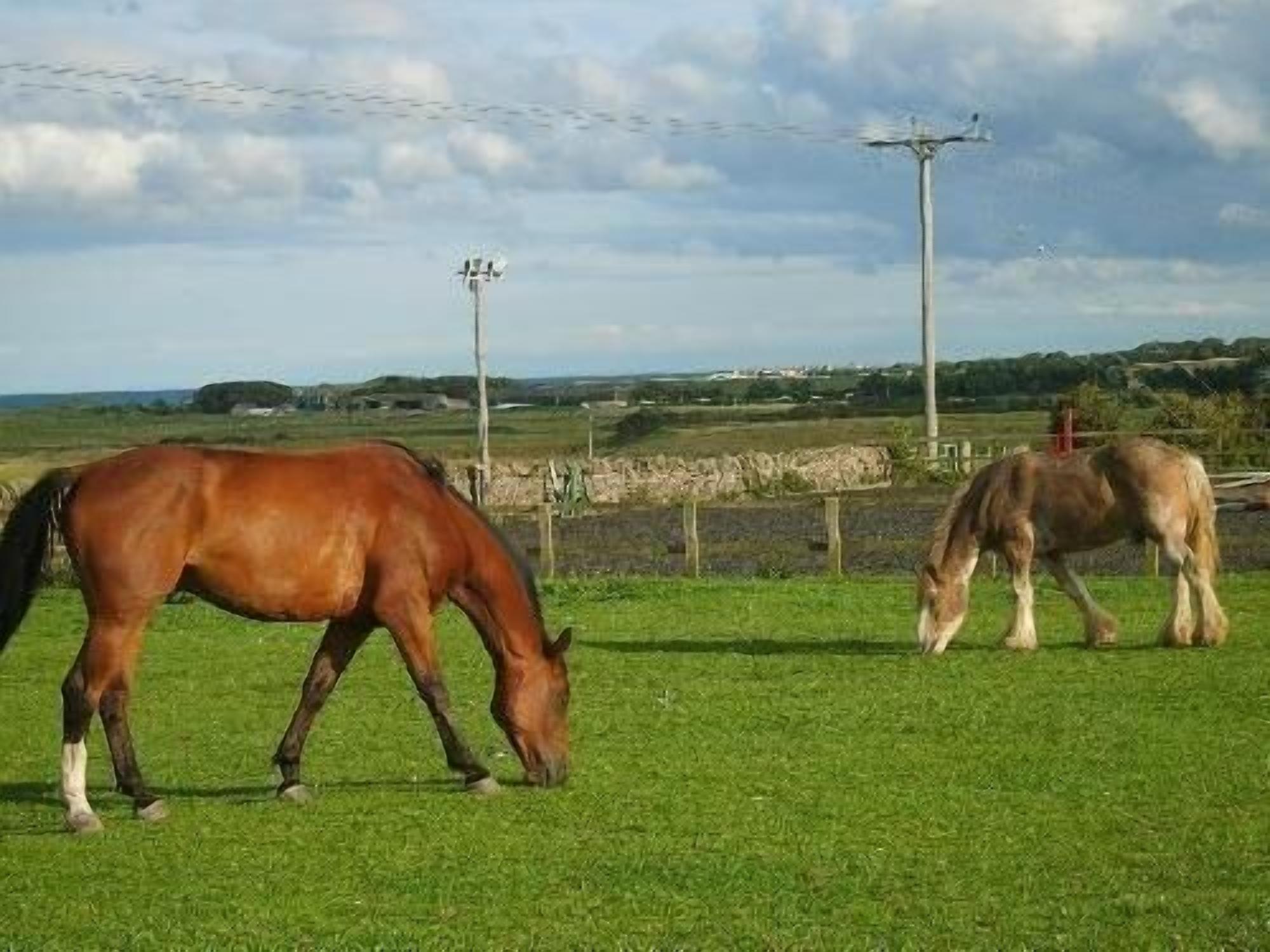 Twee paarden grazen in een grasveld met een stenen muur en een betonnen paal op de achtergrond.