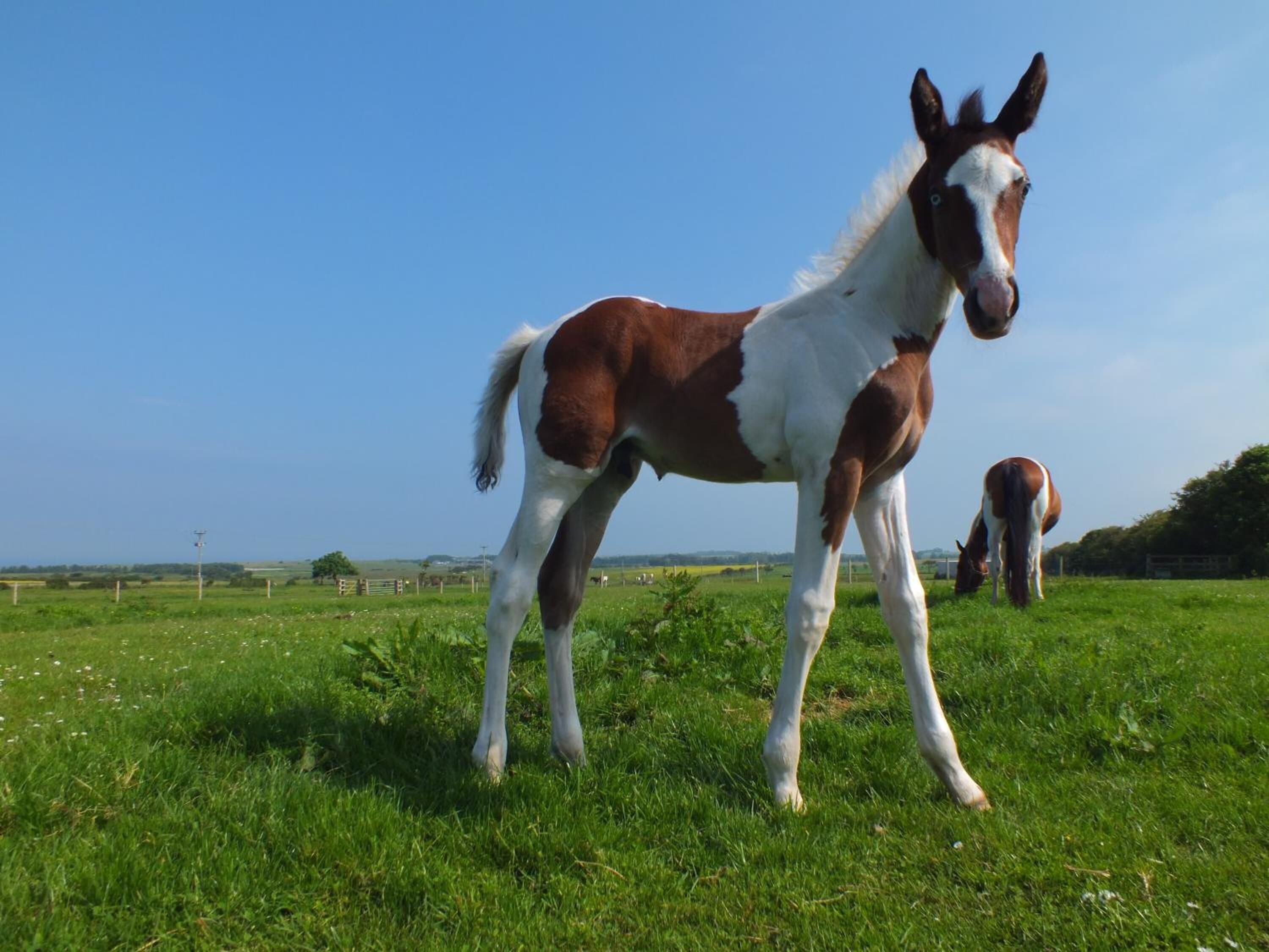 A horse in a grassy field with a clear sky.
