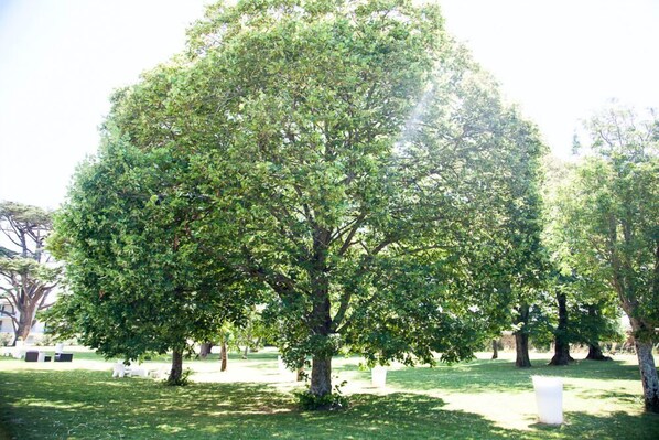 A large tree in a grassy area with white markers around it. - Hôtel & Spa du Château (Lagord)
