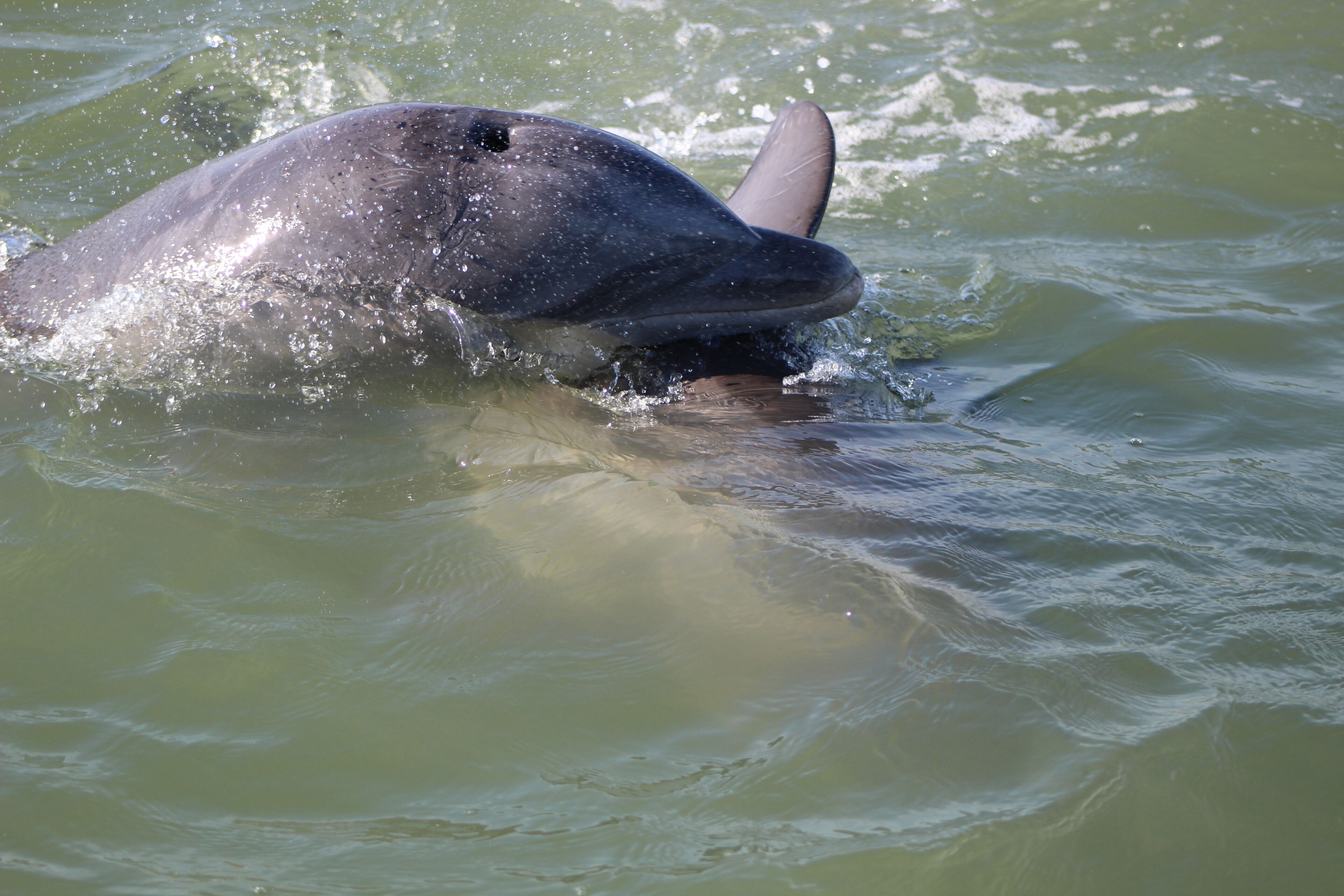Un dauphin nageant dans une eau claire.