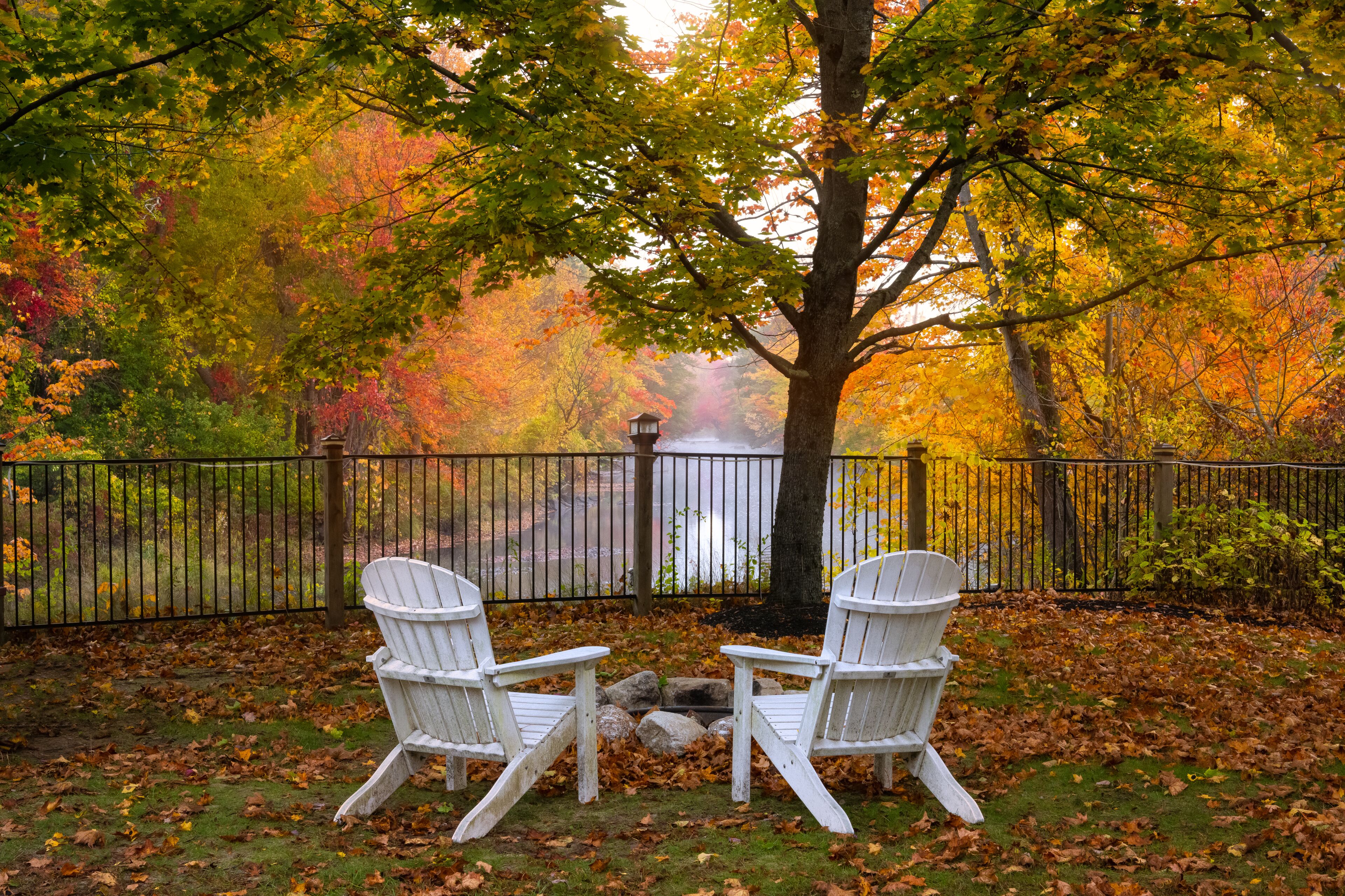 Two white Adirondack chairs facing each other with a tree in the background and a fence enclosing the area.