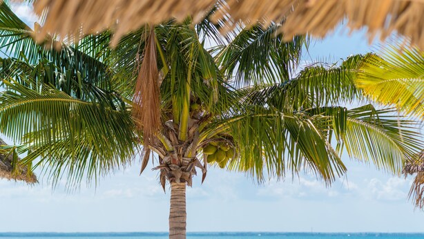 Escena de playa con una palmera y dos sillas de madera reclinables bajo un techo de paja.