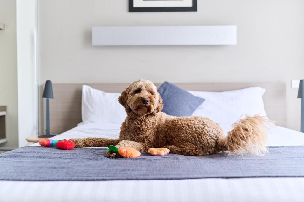 A dog lying on a bed with toys, a pillow, and a bedside table.