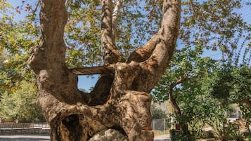 Un grand arbre doté d’un tronc creux et d’une grande roue en pierre incrustée, situé dans un parc bordé d’un mur de pierre et d’une clôture en arrière-plan.