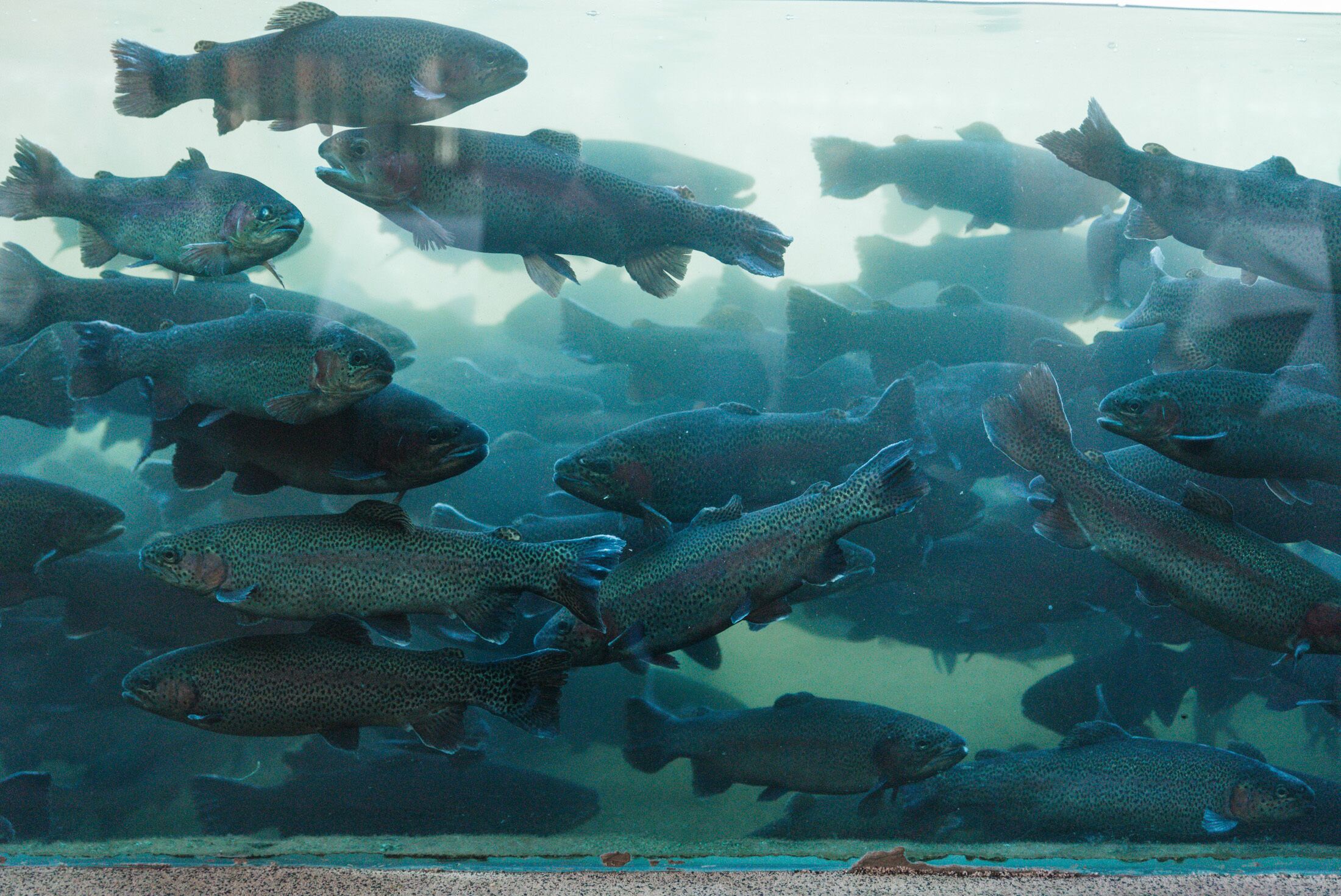lunch, dinner served; greek cuisine, garden views