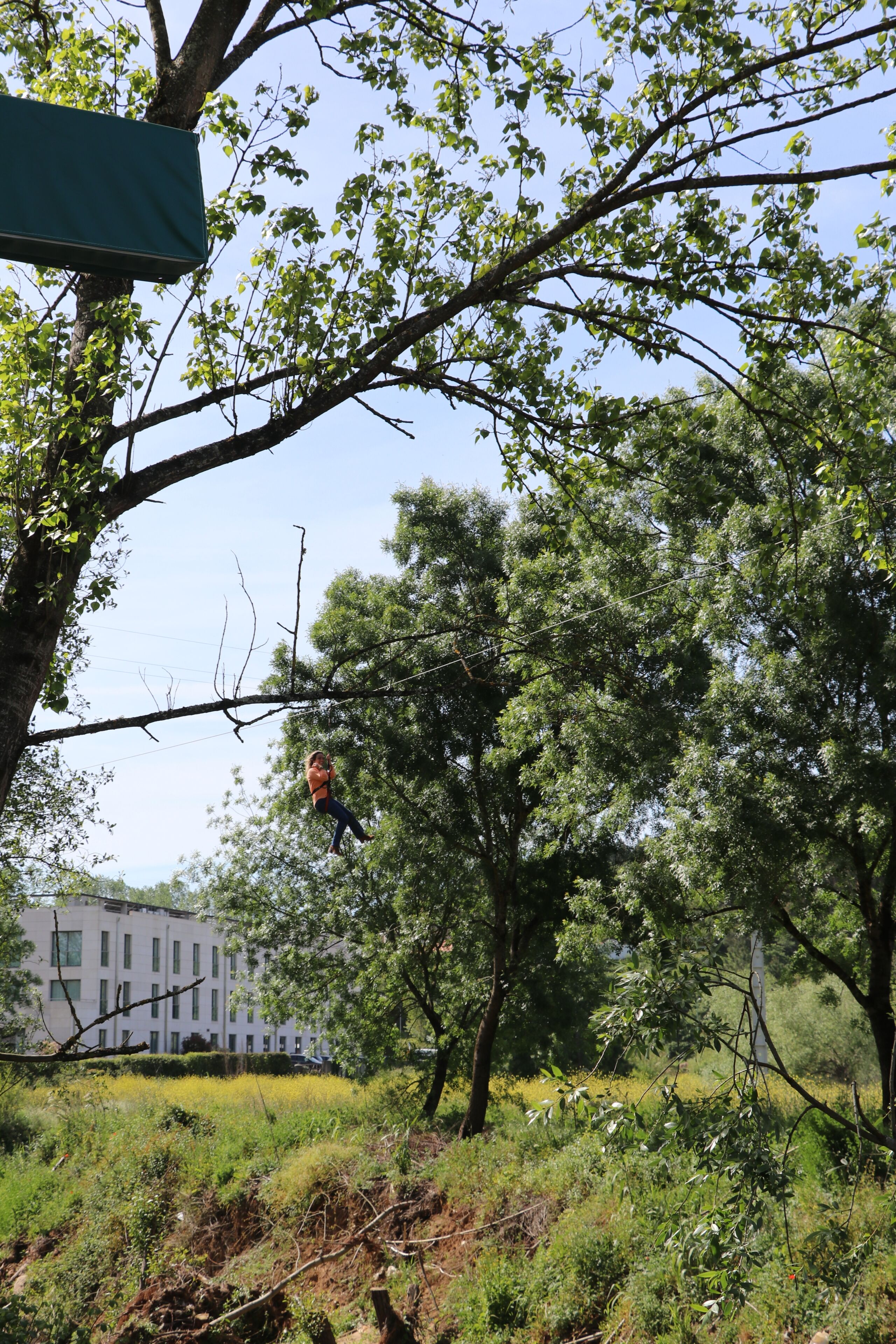 A tree with a person suspended on a rope, a building in the background, and a grassy area.