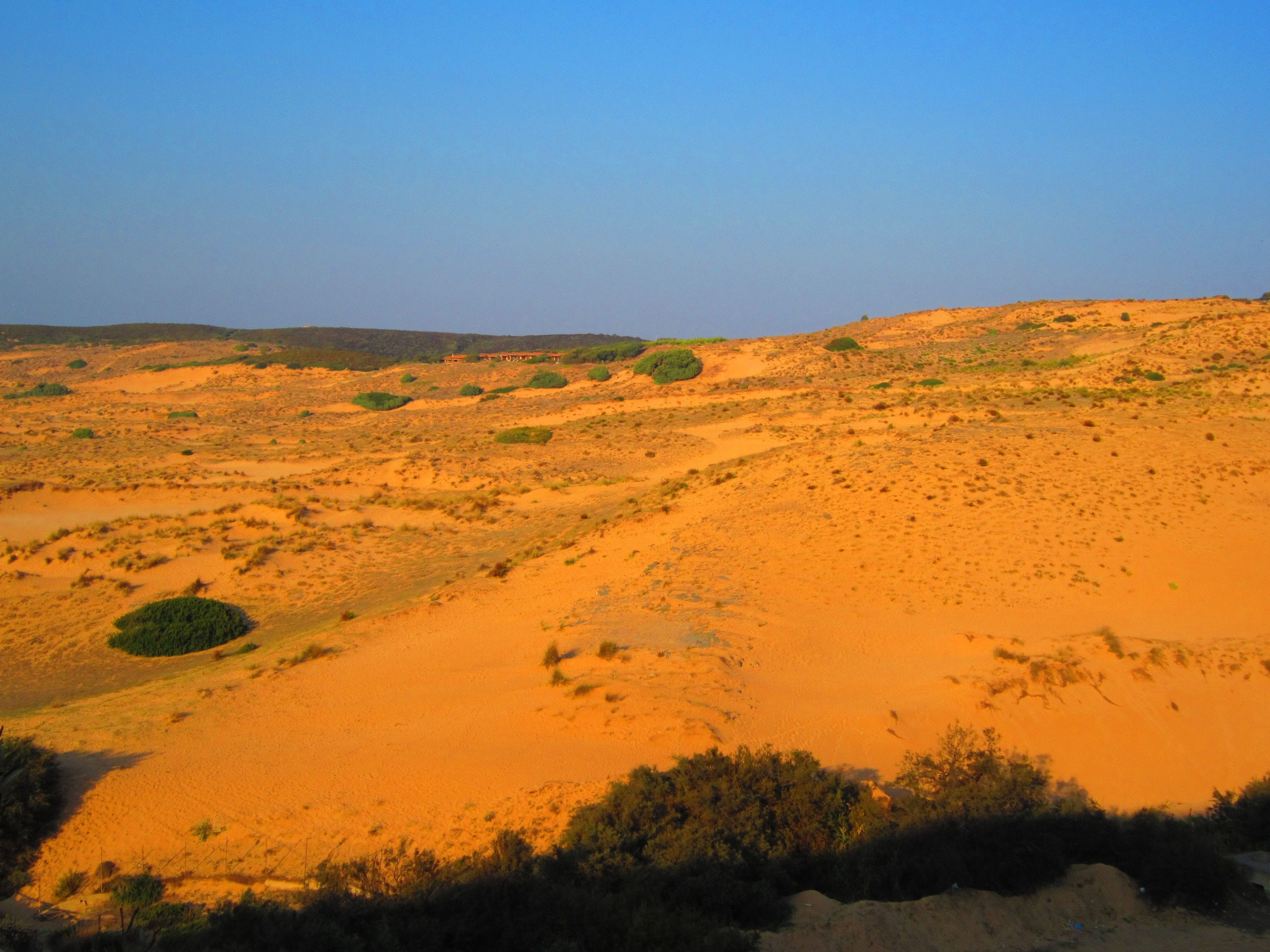 Eine Wüstenlandschaft mit Sanddünen und vereinzelter Vegetation.