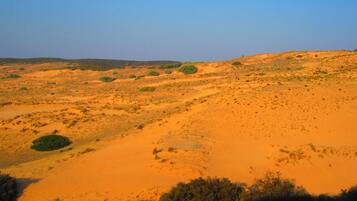 Eine Wüstenlandschaft mit Sanddünen und vereinzelter Vegetation.