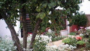 A garden with various plants and flowers, a tree, and a building in the background. - Tierra De Campos (Osorno)