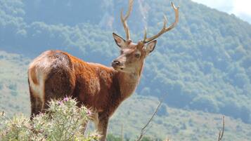 Un cerf aux grandes ramures se tient dans un paysage naturel, avec des montagnes en arrière-plan.