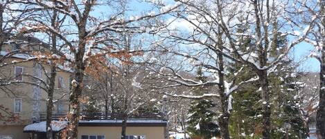 A residential area with snow-covered trees and a parked car.