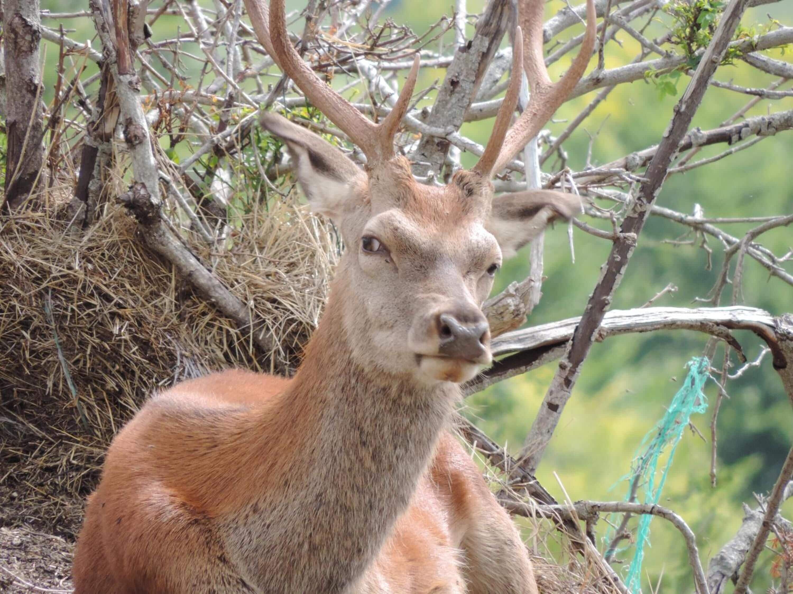 A deer with antlers in a natural setting with trees and branches.