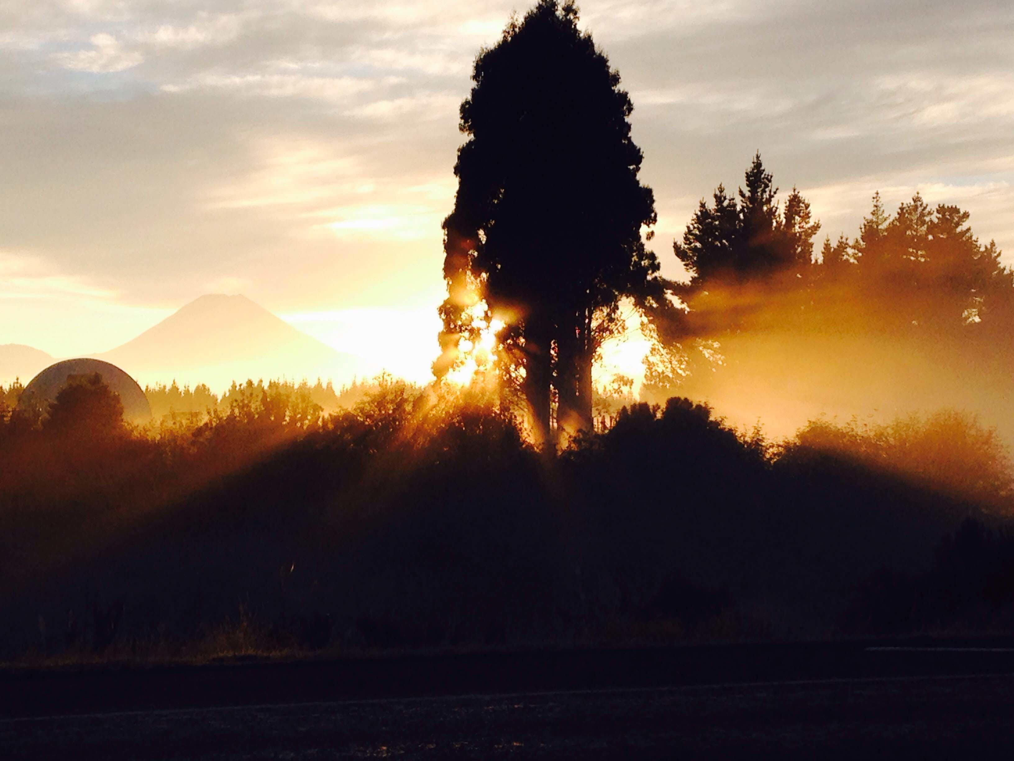 A silhouette of a tree against a sunset with a mountain in the background.