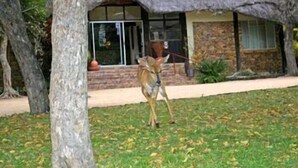 A building with a stone facade and a thatched roof structure. - Matumi Game Lodge (Hoedspruit)