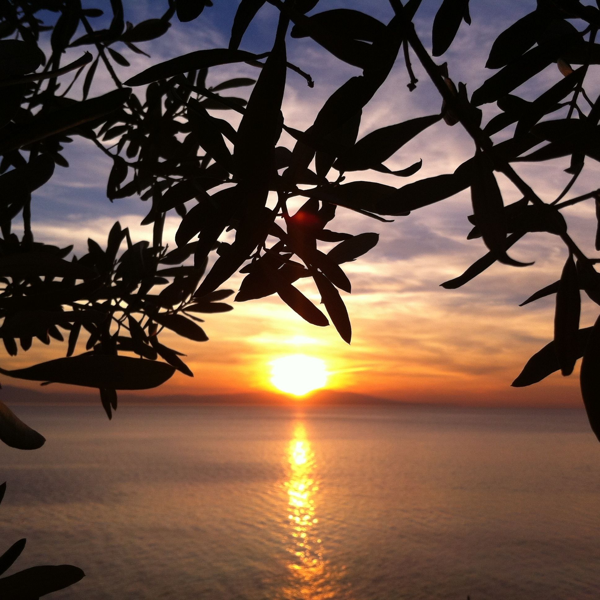 A sunset over a calm body of water with silhouettes of leaves in the foreground.