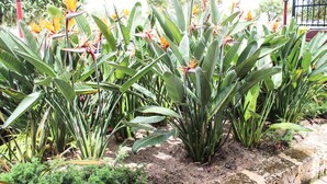 A garden with various tropical plants and a bird of paradise flower. - City Waters Perth (Perth)
