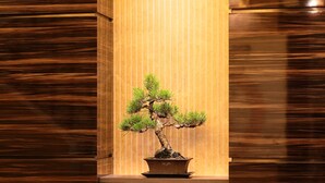 A bonsai tree in a pot placed on a pedestal against a wooden background. - Takamatsu Tokyu REI Hotel (Takamatsu)