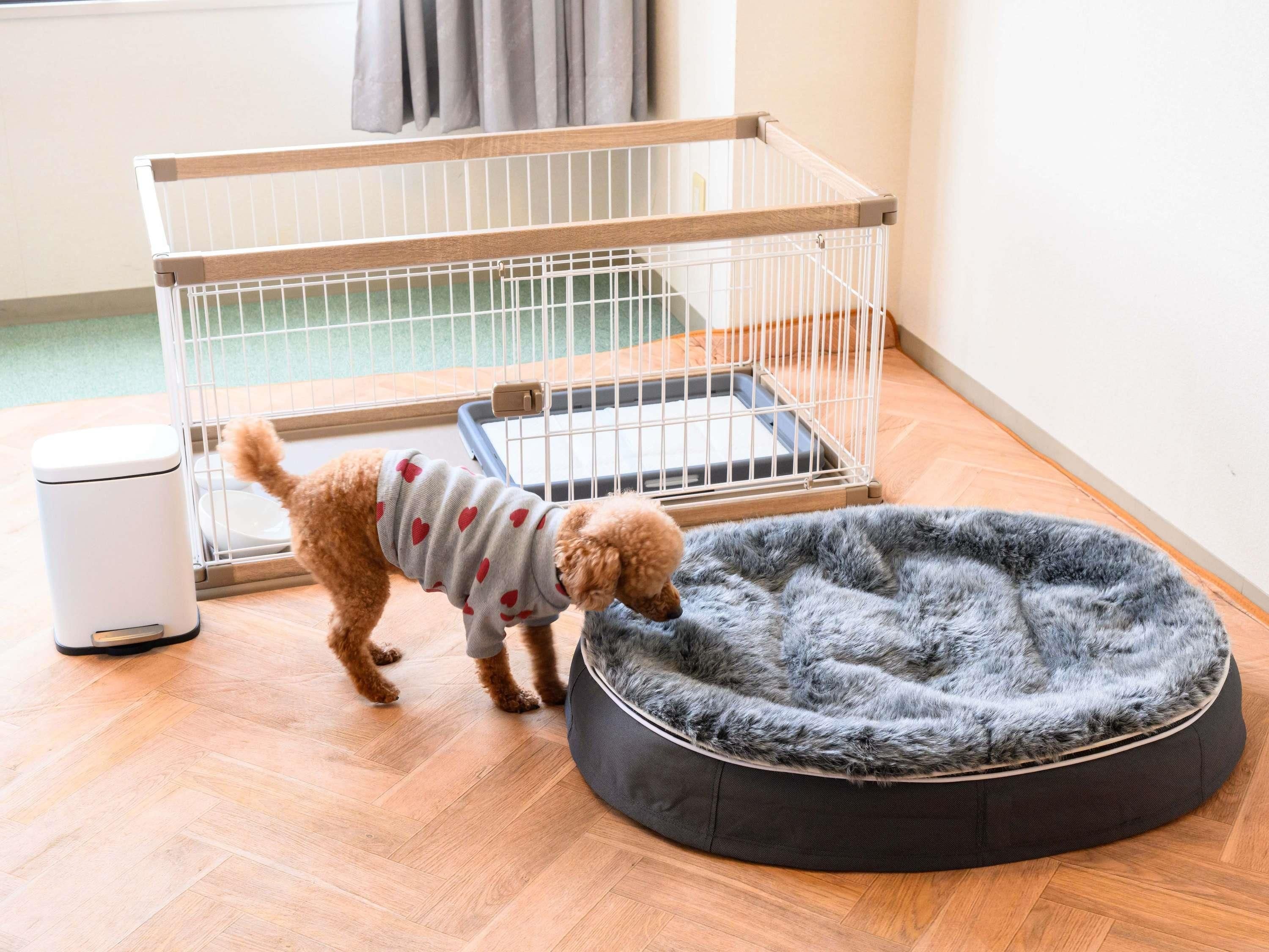 Un petit chien est allongé dans un panier pour animaux près d’une cage. On aperçoit une poubelle et une fenêtre à l’arrière-plan.