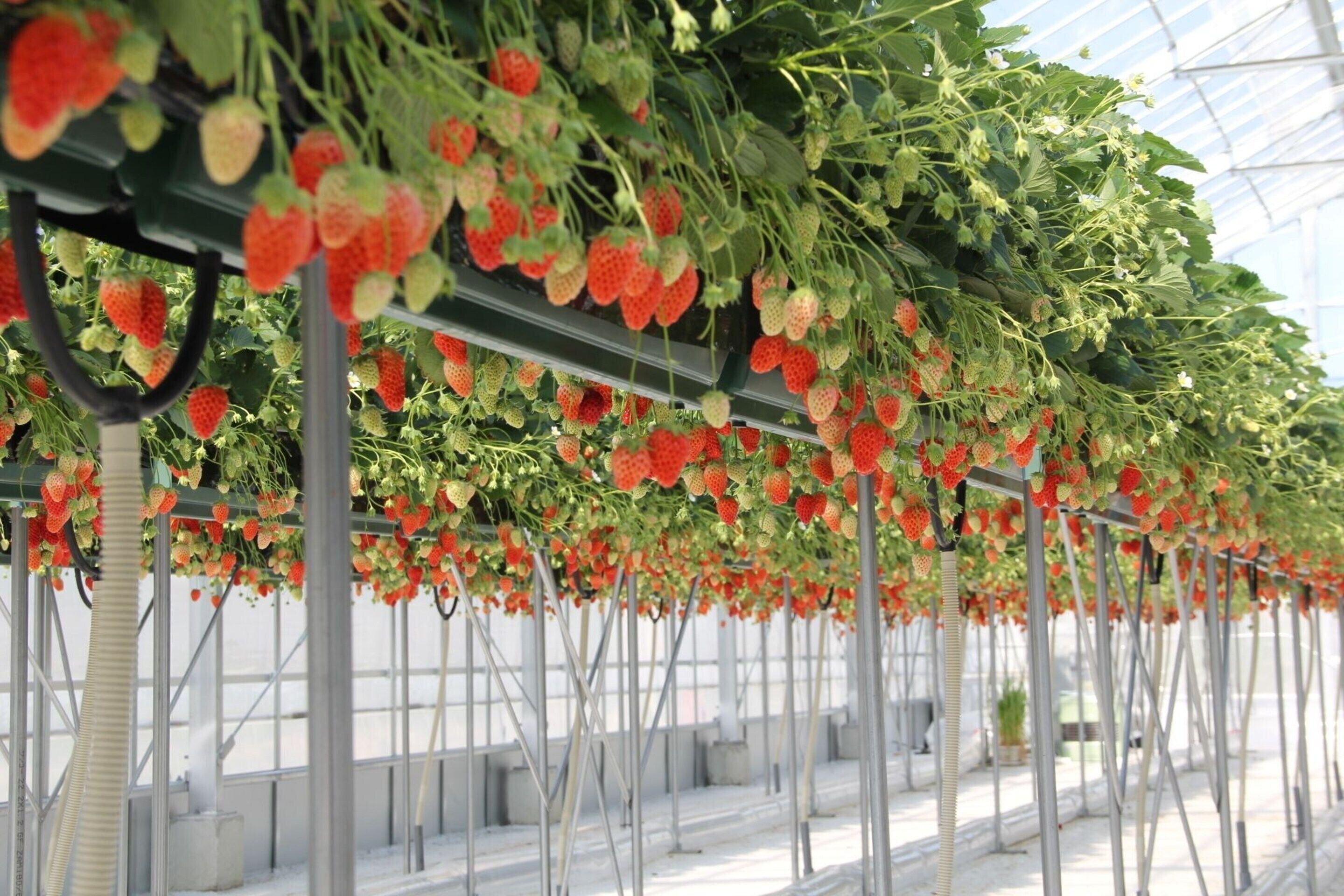 children’s activities