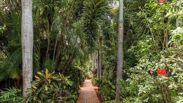 A pathway surrounded by lush greenery and tall trees. - Cable Beachside Villas (Cable Beach)