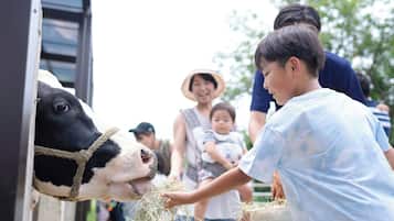 A person feeding a cow at a farm.