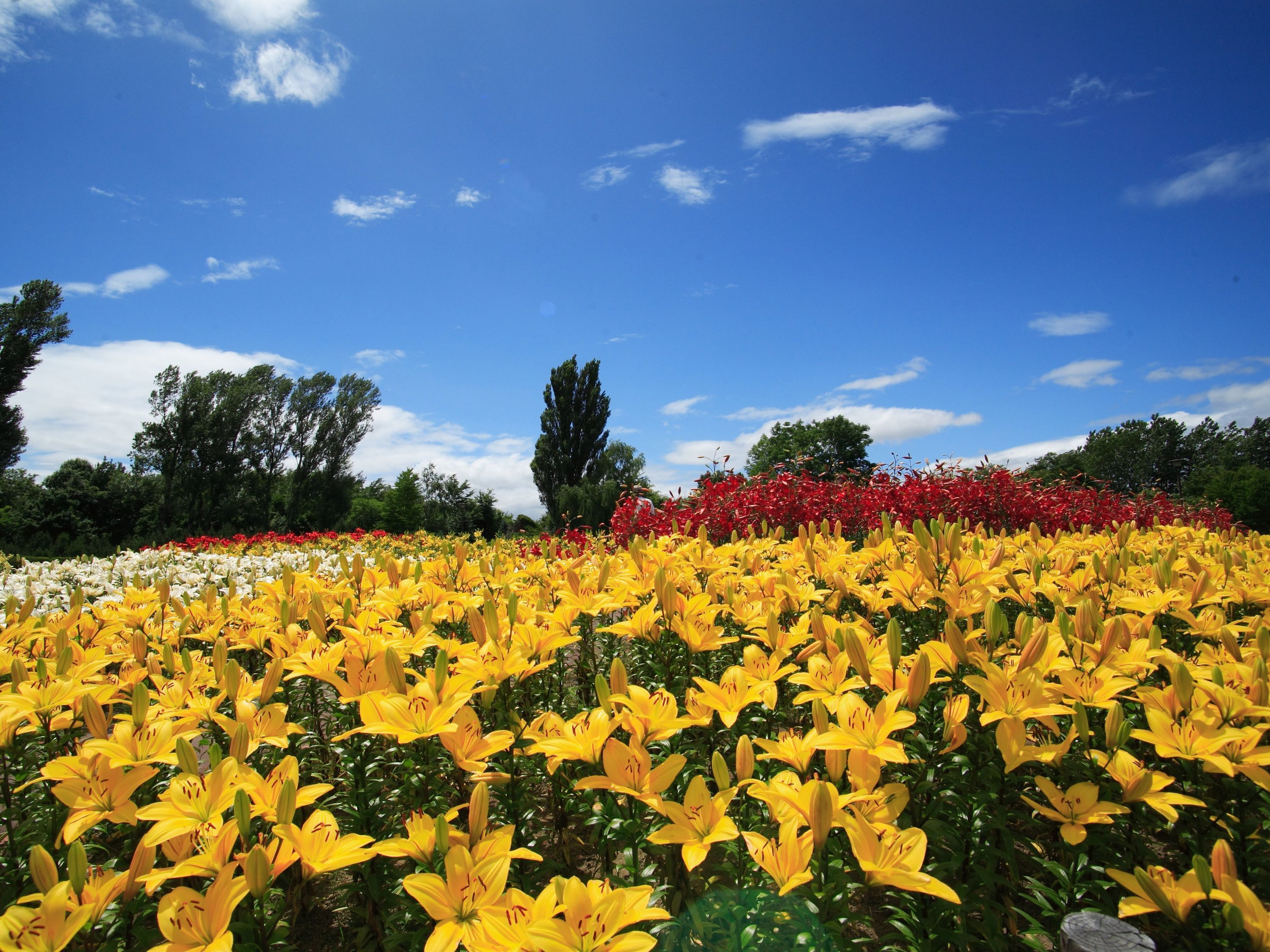 Un campo di gigli gialli con fiori rossi e bianchi sullo sfondo, sotto un cielo azzurro limpido.
