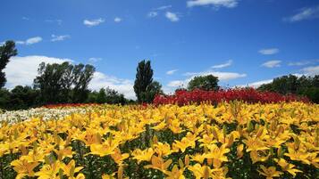 Un campo di gigli gialli con fiori rossi e bianchi sullo sfondo, sotto un cielo azzurro limpido.