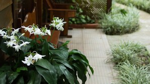 A wooden exterior with a tiled pathway, a hanging light fixture, and a seating area with a chair and table. - Cala Lodge (Monteverde)