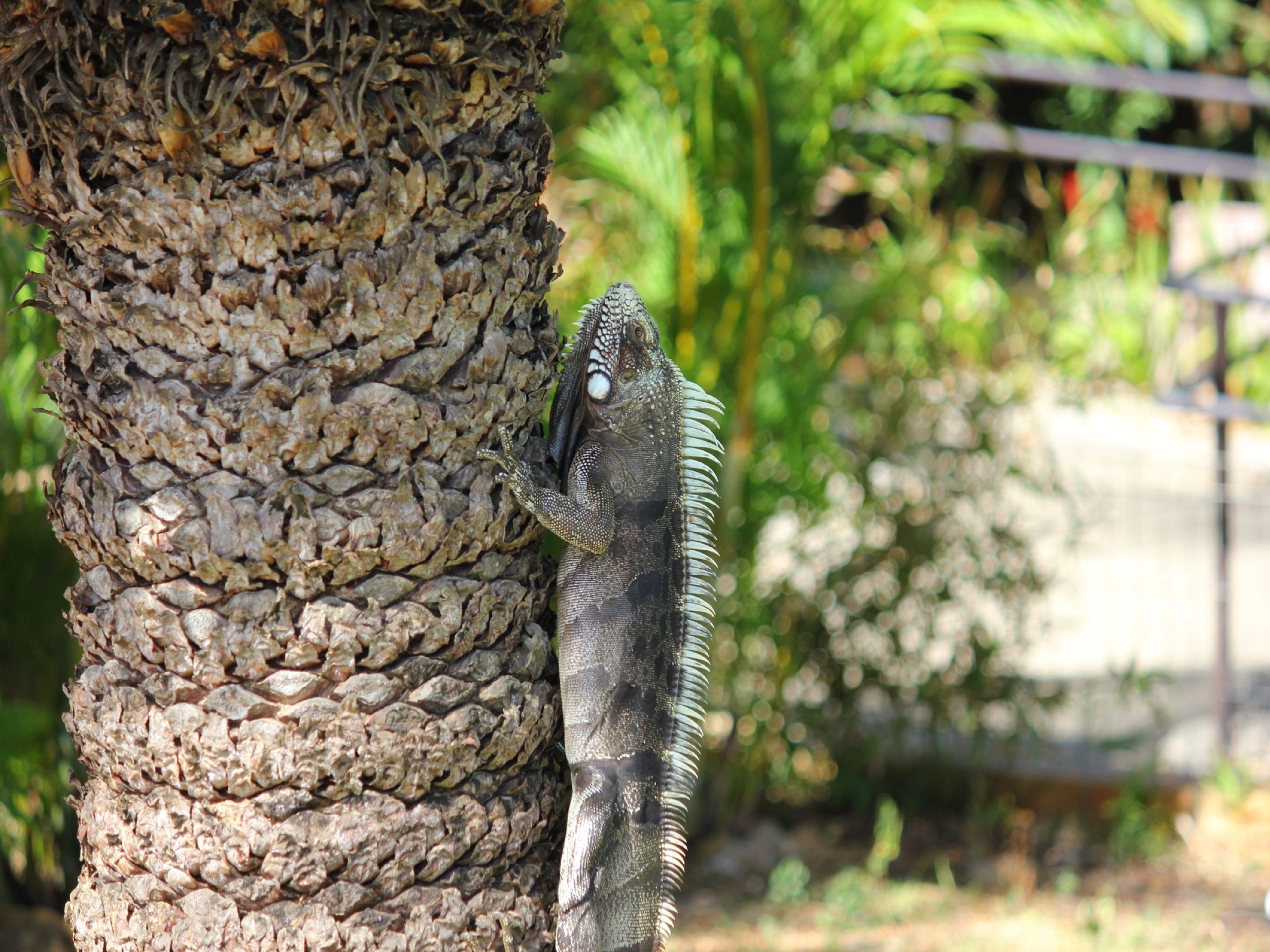 Foto - Pousada Morada dos Ventos
