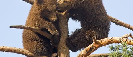 Two bears on a tree branch.