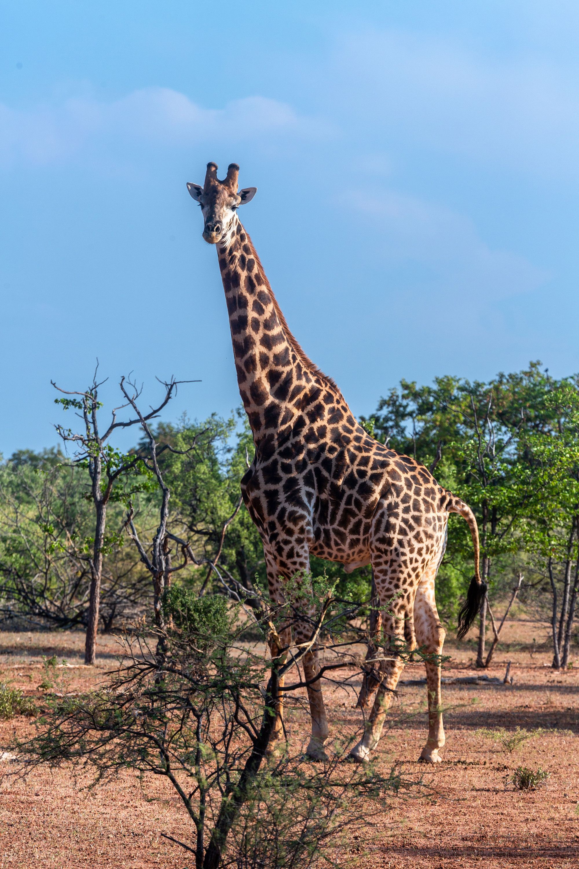 Une girafe se tient debout dans un paysage naturel, avec des arbres et un sol sec.
