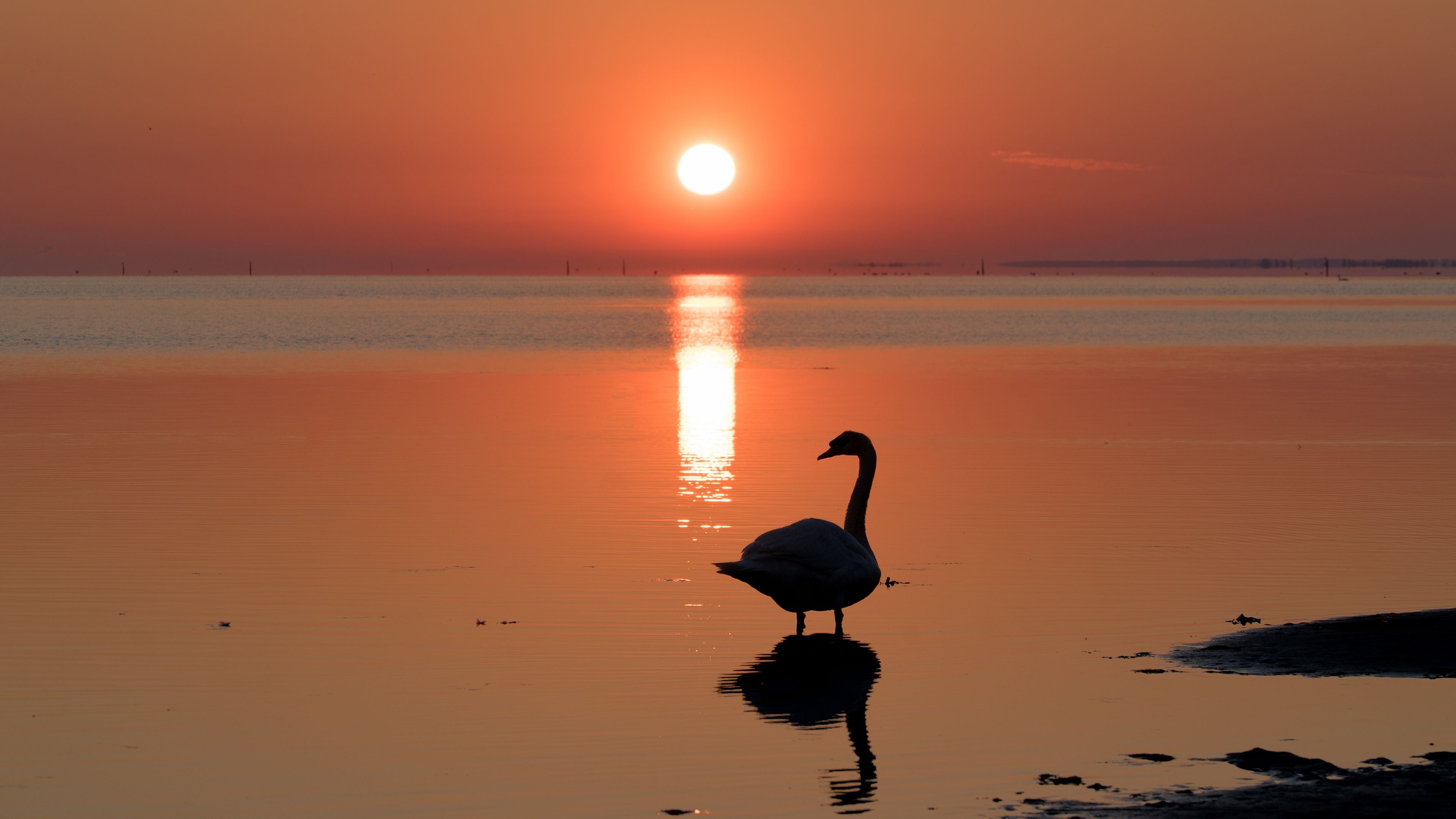 A serene sunset over a calm body of water with a swan standing in the foreground.