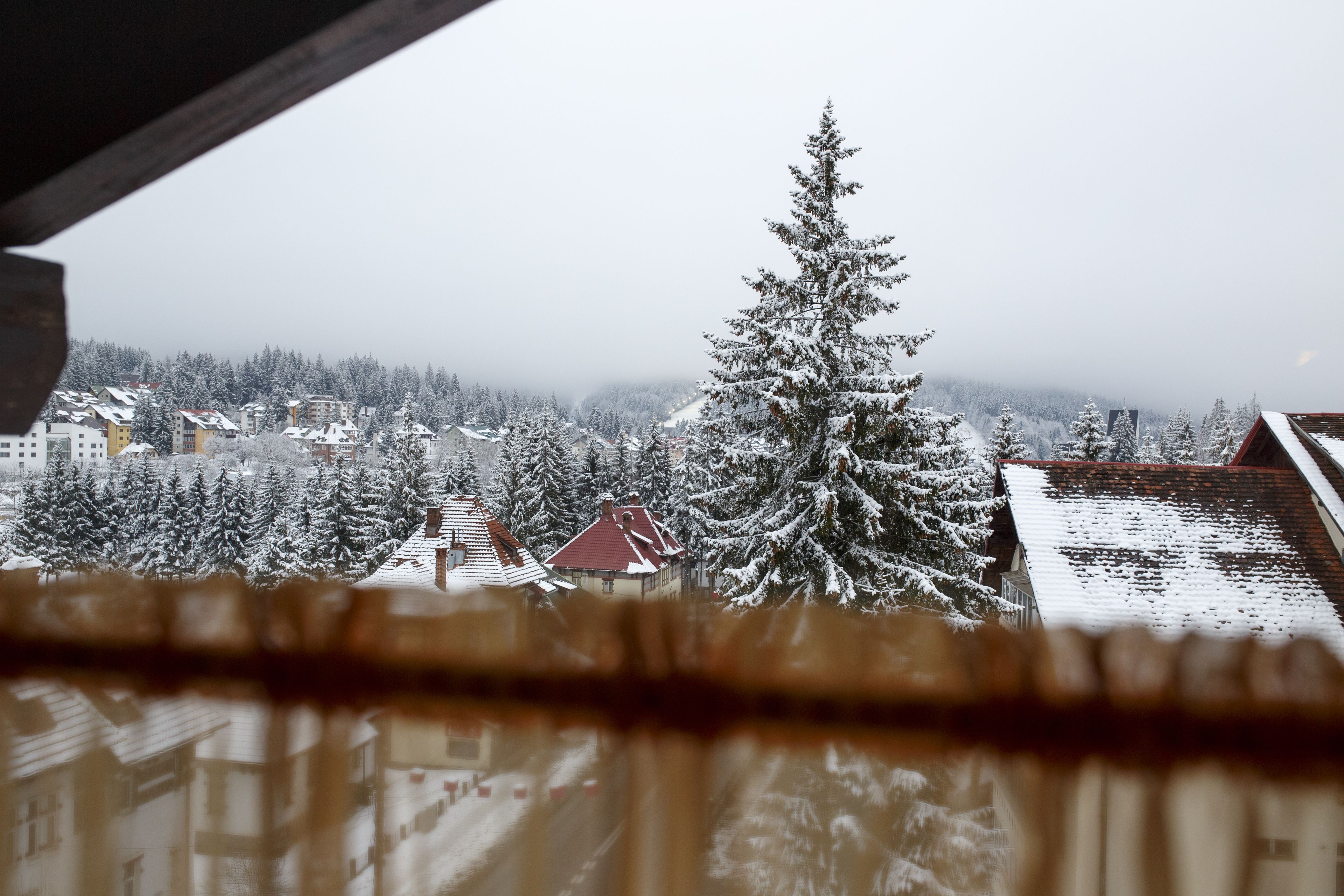 A snowy landscape with buildings and a prominent evergreen tree.