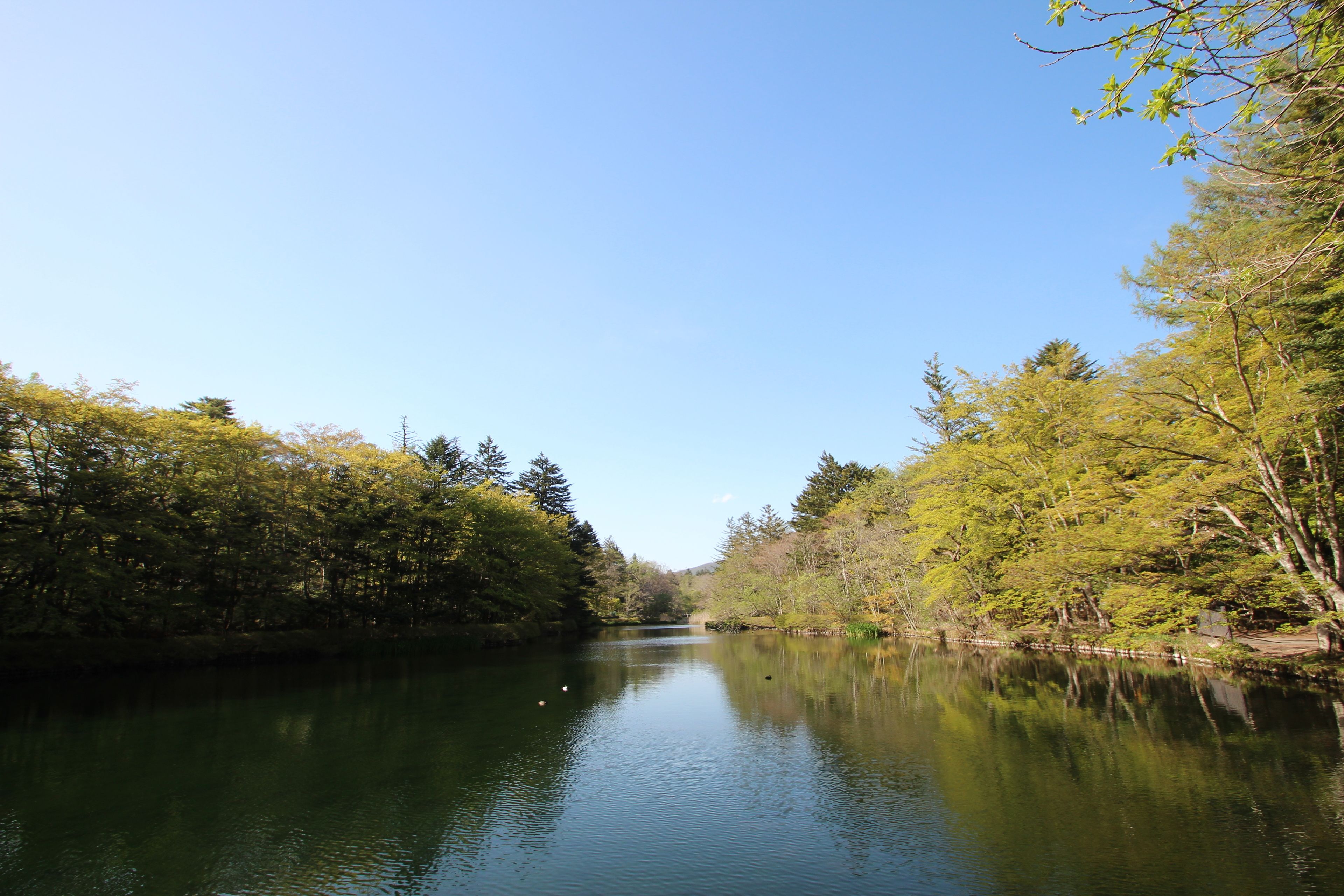 A calm river with dense trees on both sides.