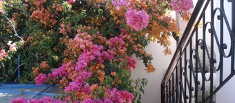 Riad Marlinea