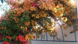 Un mur recouvert d’une profusion de fleurs jaunes et roses, peut-être des bougainvilliers, avec une lanterne blanche suspendue au-dessus.