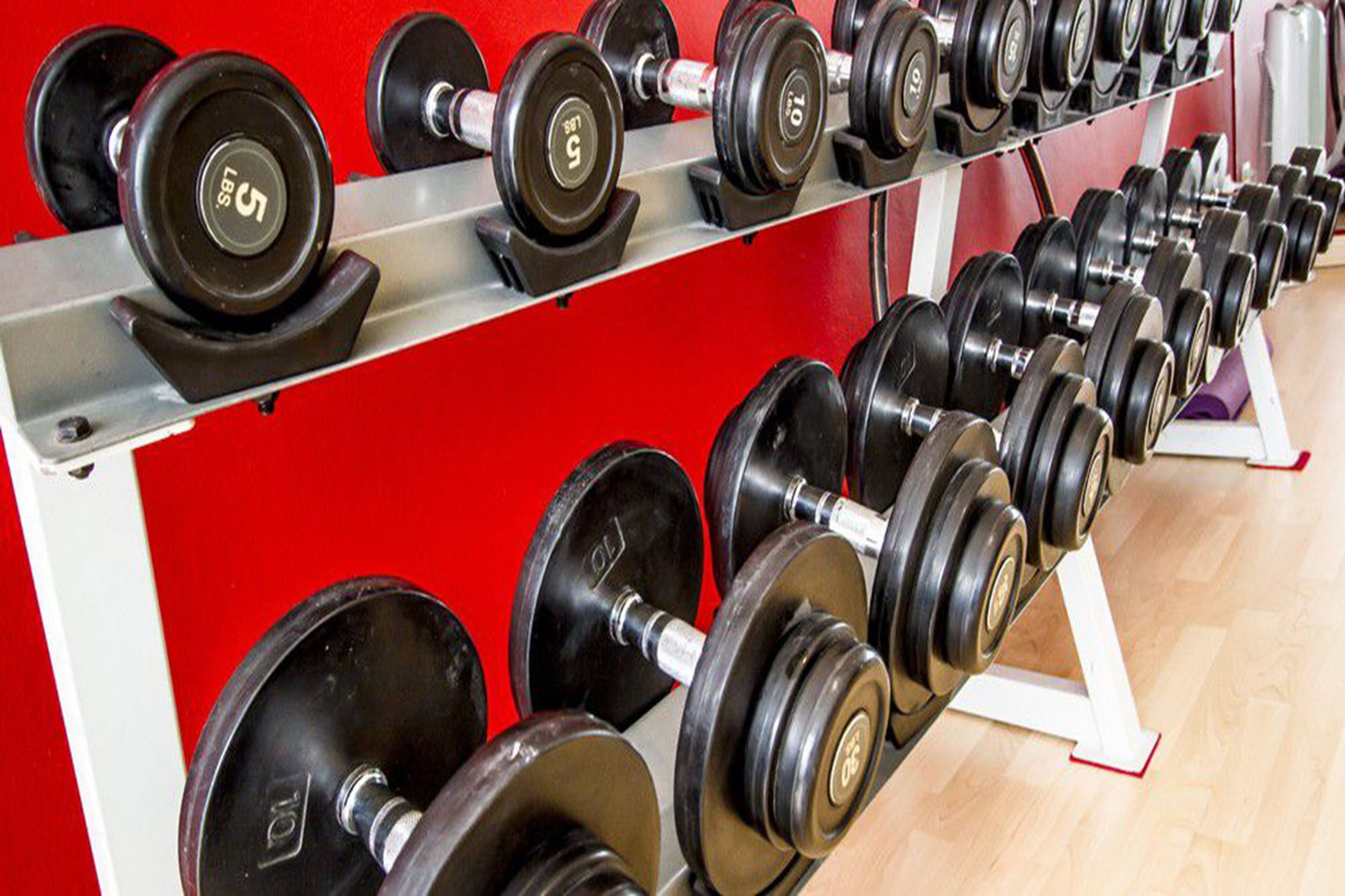 A row of dumbbells on a rack in a gym.