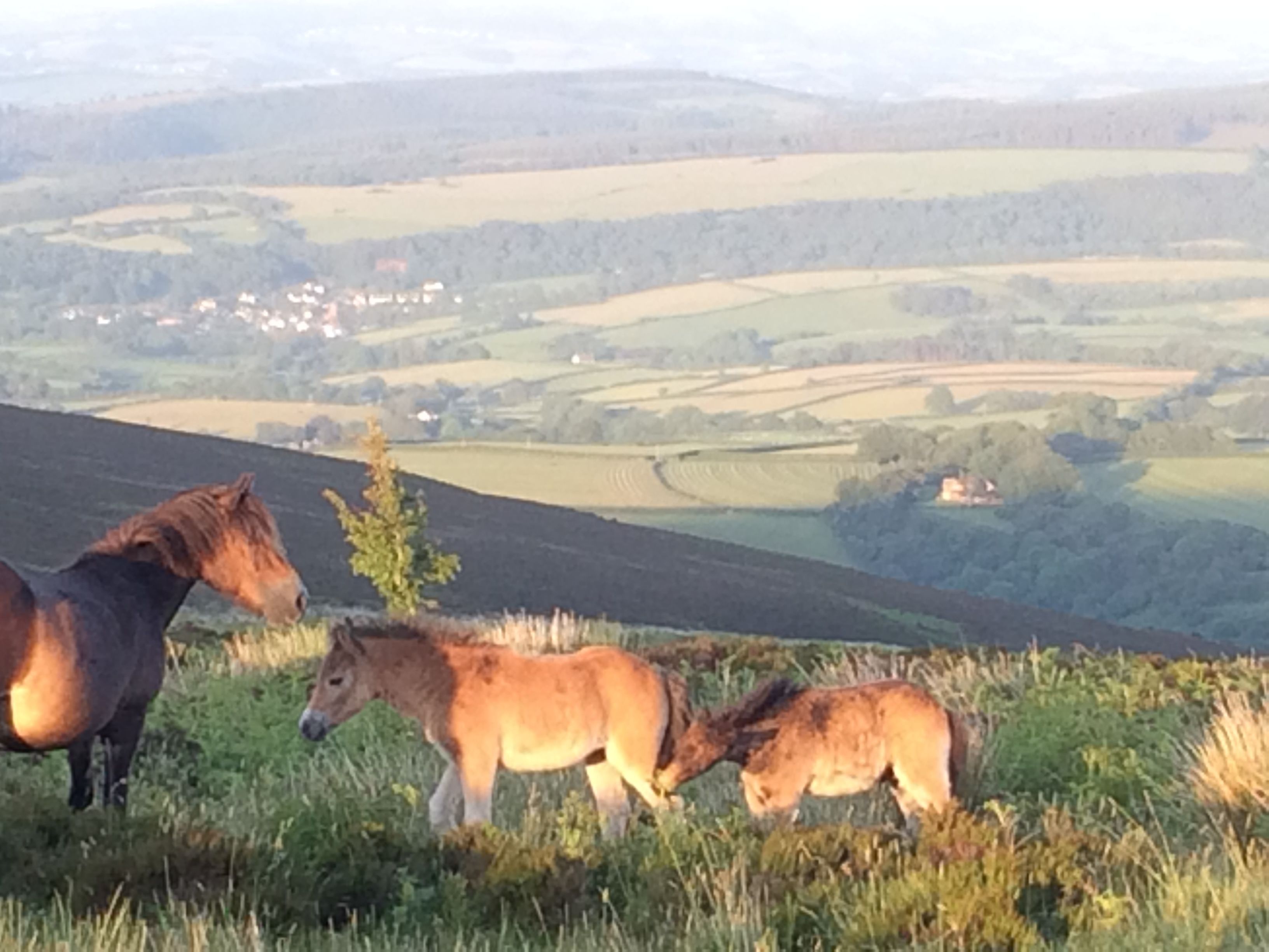 A group of horses grazing on a grassy hillside with a view of rolling hills and a distant village.