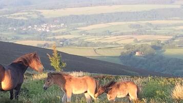A group of horses grazing on a grassy hillside with a view of rolling hills and a distant village.