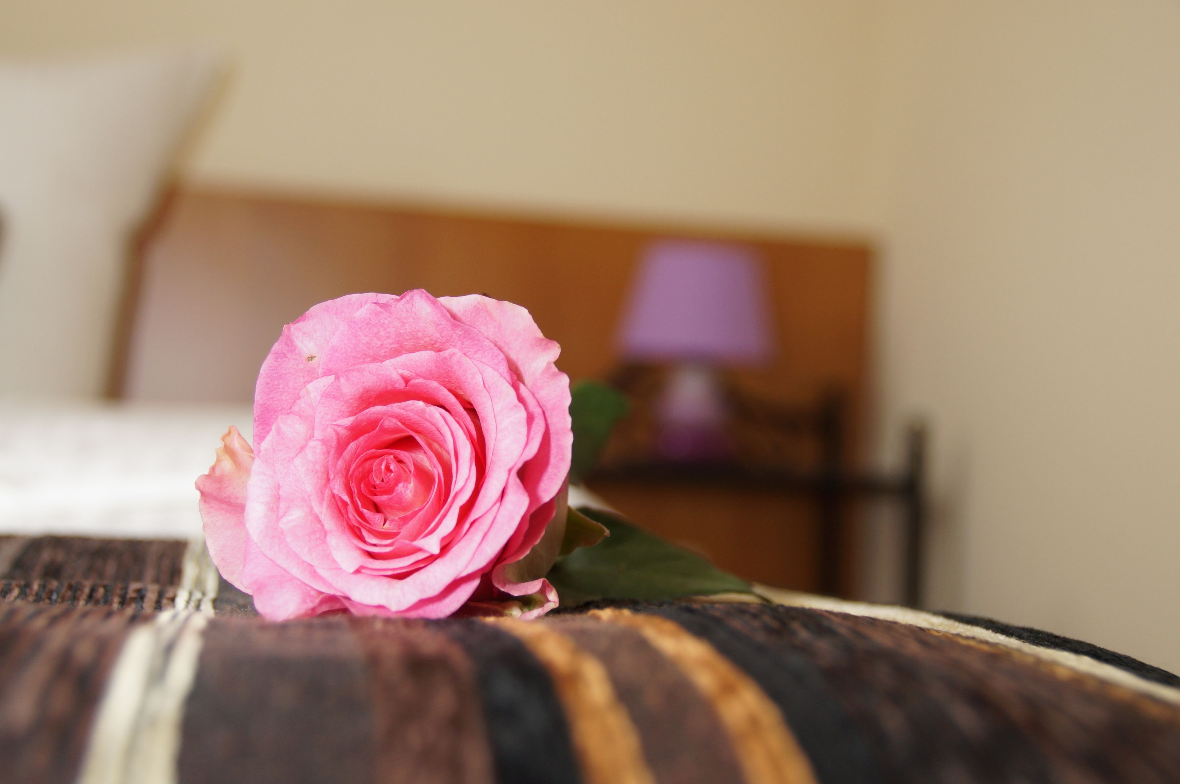A single pink rose on a wooden surface with a blurred background of a bed and a nightstand with a lamp.