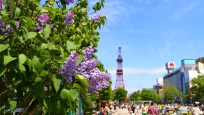 Un parc où l’on peut admirer des fleurs violettes, des gens assis sur des bancs, et une grande roue en arrière-plan.