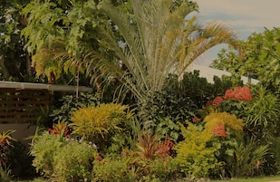 Un jardín exuberante con diversas plantas y árboles, incluyendo una palmera destacada.