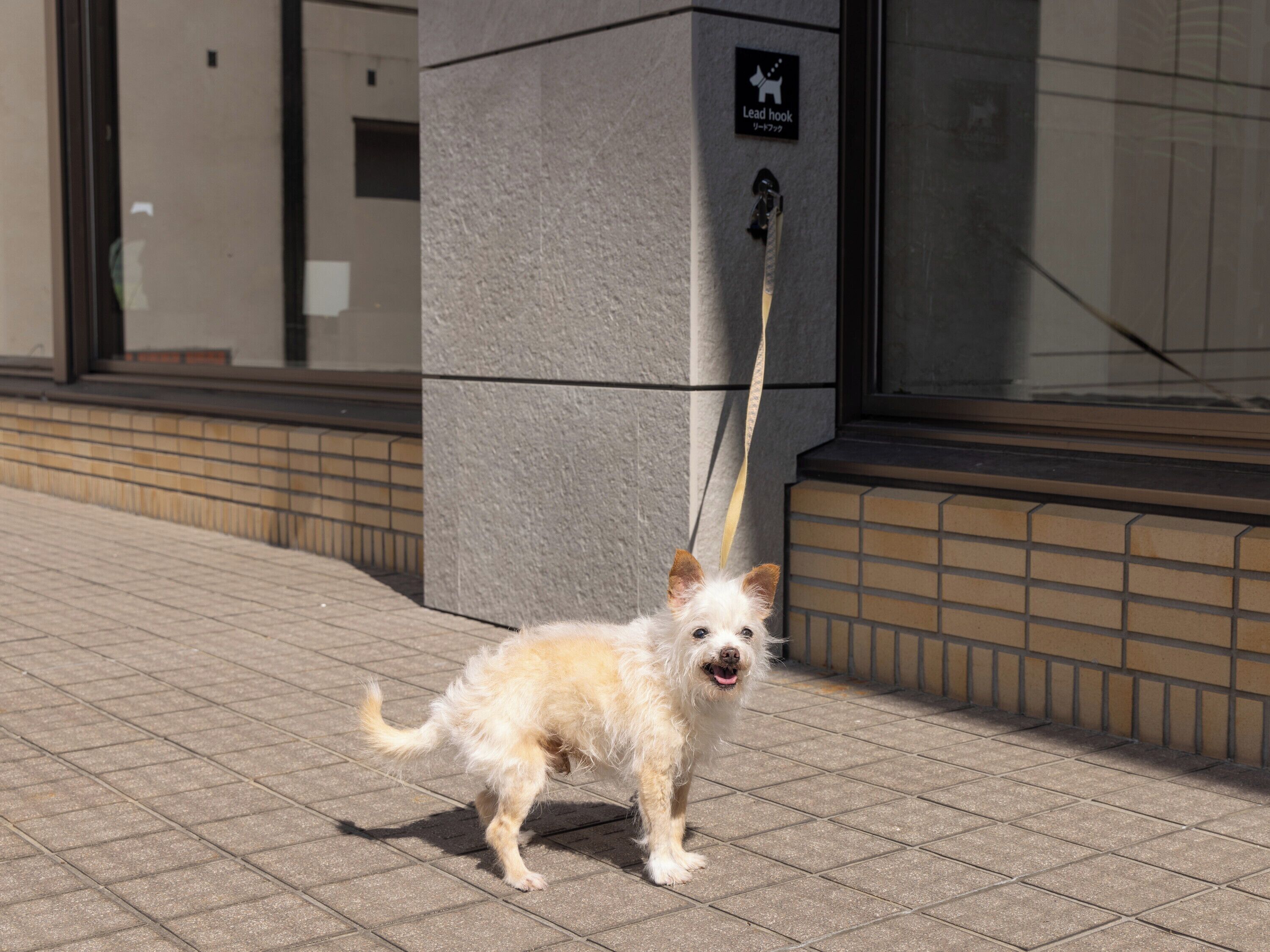 A small, fluffy dog on a leash standing on a paved sidewalk next to a building with a sign that reads "Lead hook."