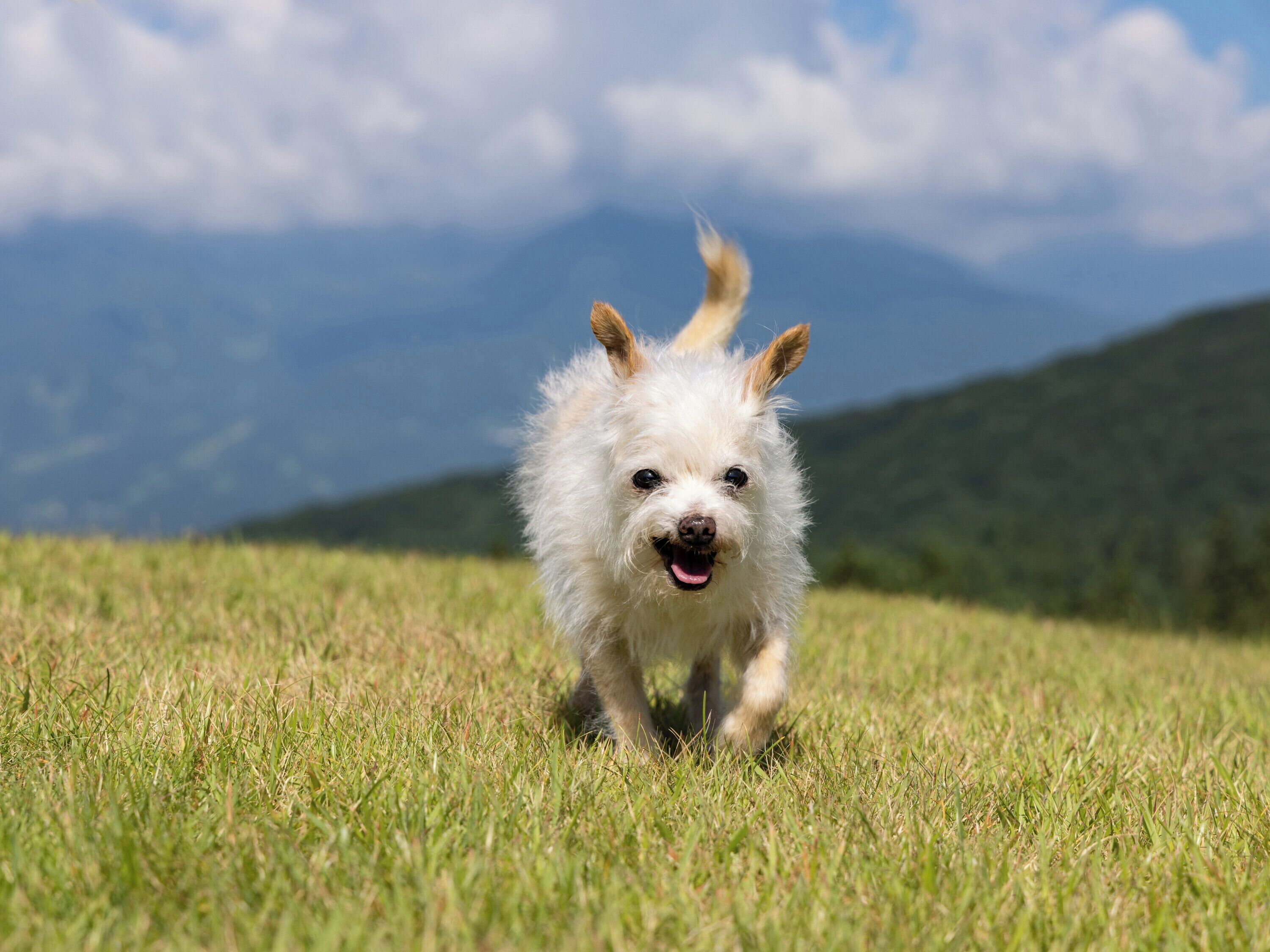 A dog running in a grassy field with mountains in the background.