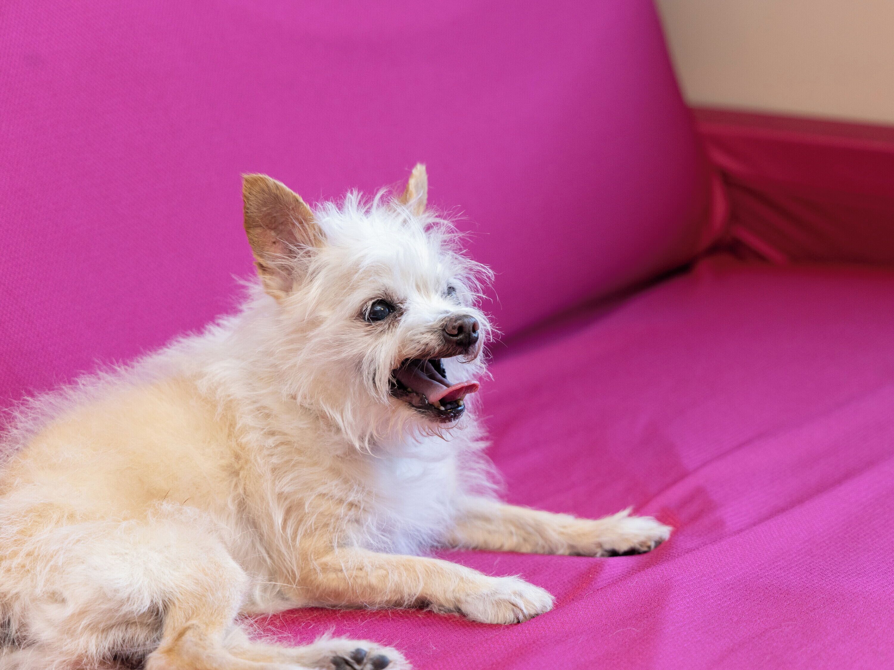 Um cão pequeno de cor clara deitado sobre uma superfície de tecido rosa vibrante.