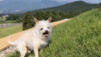 Un perro en una pendiente cubierta de hierba, con una pasarela de madera y un paisaje montañoso al fondo.